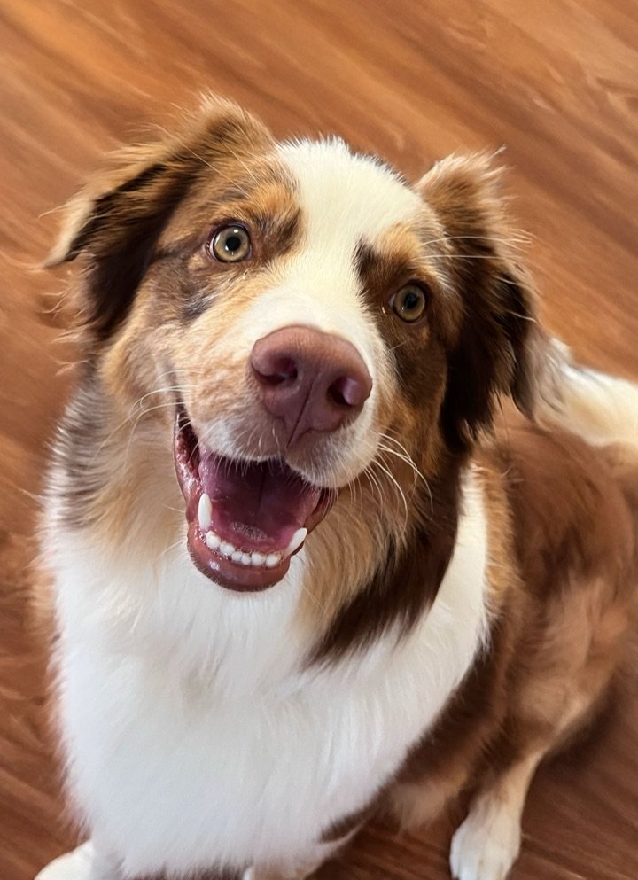 Maka, the Australian Shepherd MakaWorks is named after